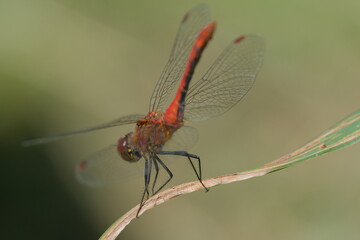 Close-up of a red dragonfly on a dry leaf. Eyes and wings details