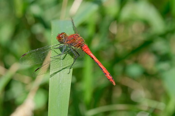 Red dragonfly resting on a leaf. Close-up of a red dragonfly 