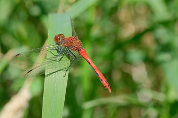 Red dragonfly on a green leaf. Macro photography showing of eyes and wings details.