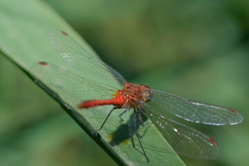 Red dragonfly on a leaf. Close-up of a red dragonfly 