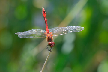 Red dragonfly on a green leaf. Macro photography showing of eyes and wings details.