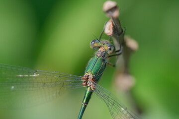 Dragonfly macro photography with green background and showing of eyes and wings details.
Dragonfly in the nature 