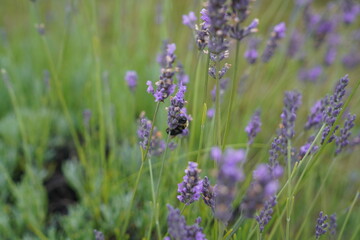 Lavender Farm