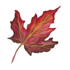 Fototapeta premium maple dry leaf watercolor illustration