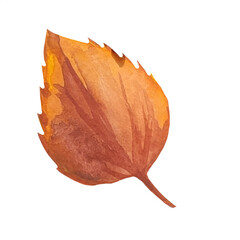 Fototapeta premium dry birch leaf