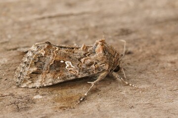 Closeup on the mediterranean Accent Gem moth,Ctenoplusia accentifera, sitting on wood
