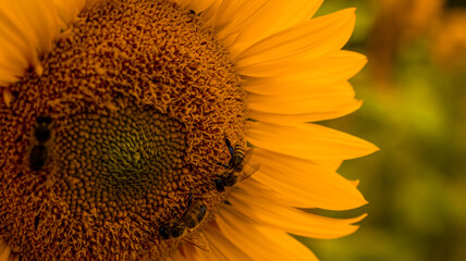 Słonecznik, kwiat słońca, w pełnym rozkwicie