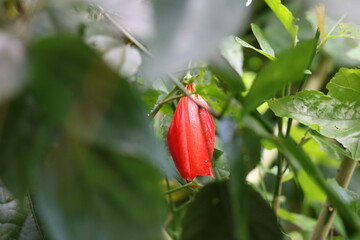 Hibiscus rosa-sinensis, Malvaceae. Beautiful flowers decorate the yard of the house. Beautiful natural flower background.