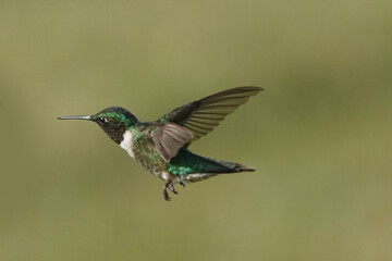 Fototapeta na wymiar Male Ruby Throated Hummingbird in flight