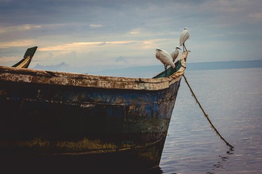 Closeup Shot Of Birds Sitting On A Fishing Boat In Uganda, Africa