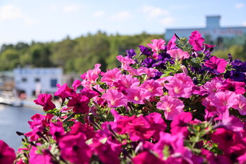 Obraz premium Flowers on the main street in Port Carling, Ontario