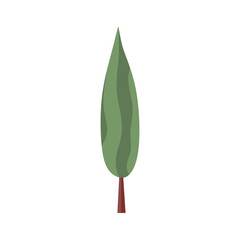 Obraz premium Poplar tree with long crown and trunk. Deciduous forest tall foliage plant. Green leaf cypress. Botanical flat cartoon vector illustration isolated on white background