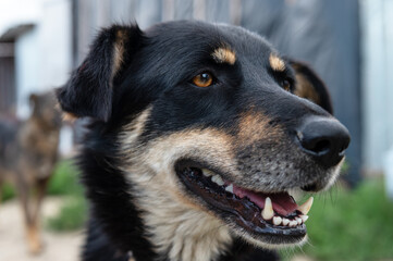 Portrait of homeless dog in animal shelter cage. Homeless dog waiting for adoption