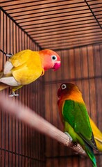 Vertical shot of Fischer's lovebird parrots perching on wood in cage