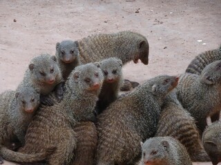 Group of mongooses in a park