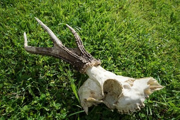 A skull of a male roe deer on the grass