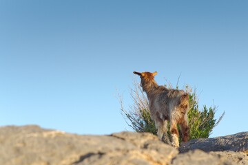 Ziege bei Dschabal Schams im Oman