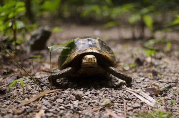 Turtle in jungle in Thailand