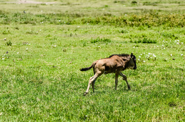 Naklejka na ściany i meble Stray baby wildebeest trying to reach its parents from the African savannah 