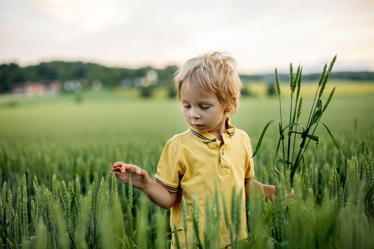 Cute toddler child, playing in a green field in Norway on sunset, happiness