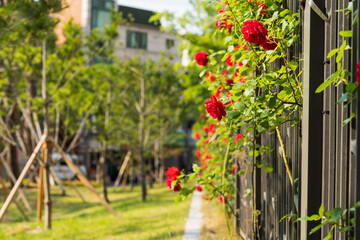 Rose Bush in the front garden. Trying to escape from behind the metal bars. The background is...