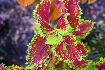 Coleus scutellarioides, commonly known as Coleus. Painted nettle. Colorful leaves of a plant.