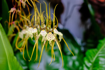 Brassia maculata. The spotted brassia, is a species of orchid. A colourful tropical plant with an...
