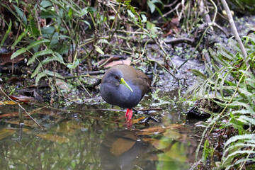 Photograph of a  Slaty-breasted wood rail, found in Porto Alegre, Rio Grande do Sul, Brazil.
