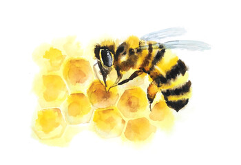 Bee on honeycomb watercolor art.