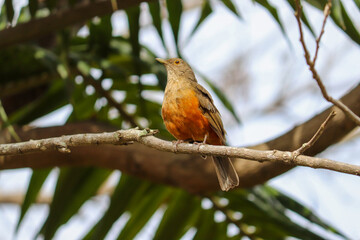 Photograph of a Rufous-bellied thrush found in Porto Alegre, Rio Grande do Sul, Brazil.	