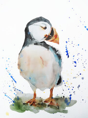 Puffin bird watercolor painting illustration isolated on white background
