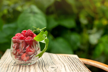 Large juicy raspberries in a transparent glass against a background of green foliage on a sunny morning
