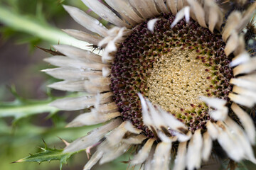 flower with white petals close up © skypictom