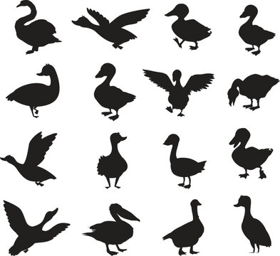 Set of Duck character isolated Vector Silhouettes