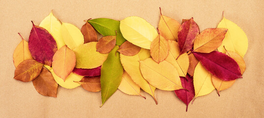 Fototapeta na wymiar Background of bright multi-colored autumn fallen leaves