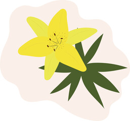 Yellow lily with green leaves. Beautiful flower. For postcards. Flat style. Vector.