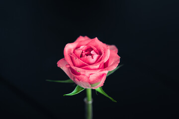 Pink Rose, singled out against black background