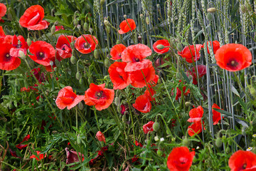 Fototapeta na wymiar A summer field with red poppies and ears of wheat