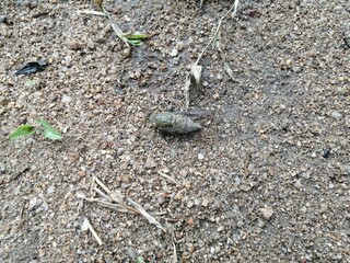 ants on the ground