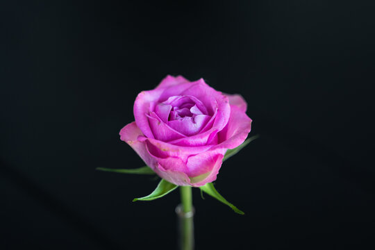 Purple Rose, Singled Out Against Black Background