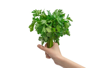 Fototapeta na wymiar A bunch of parsley in woman hand isolated on white background.