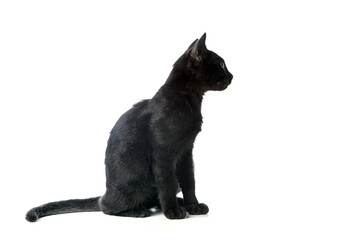 Black cat pet  isolated on white background