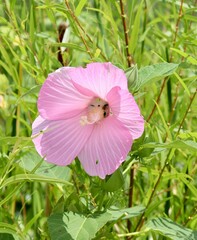 A close view of the pink hibiscus flower in the garden.