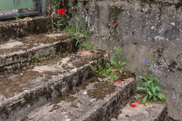 Background mossy old concrete staircase with various wildflowers in yellow red and blue