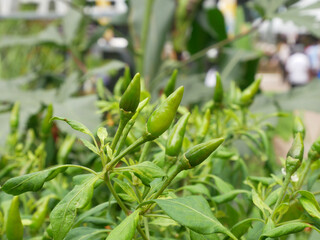 Chili fruits on a chili tree. Some of them are still young and not yet ready to be harvested. Chili is one of the main ingredients in cooking in Southeast Asia especially. Gives a spicy taste to food.