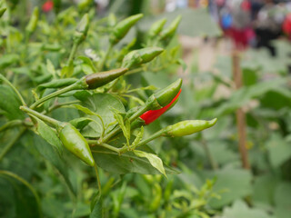 Chili fruits on a chili tree. Some of them are still young and not yet ready to be harvested. Chili is one of the main ingredients in cooking in Southeast Asia especially. Gives a spicy taste to food.