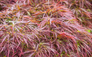 A close up of a vibrant pink plant.