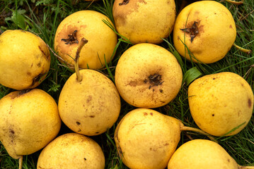 Photo of yellow pears on green grass