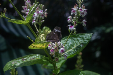 Brown butterfly on a flower, selective focus on the butterfly,  known as Euploea phaenareta (King Crow)