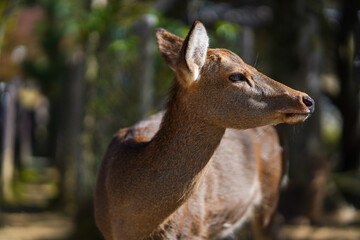 Close up of the hornless Sika deer with blur jungle backgound